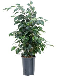 Ficus benjamina ‘Danielle‘, Toef, H: 80cm, B: 35cm, potmaat: 15/19cm