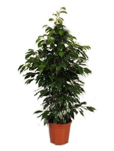 Ficus benjamina ‘Danielle‘, Toef, H: 90cm, B: 45cm, potmaat: 21cm