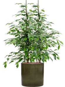 Ficus benjamina ‘Danita‘ in Cylinder, Hydrocultuur, diam: 30cm, H: 105cm