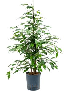 Ficus benjamina ‘Danita‘, Toef, H: 110cm, B: 40cm, potmaat: 18/19cm