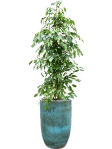 Ficus benjamina ‘Exotica‘ in Pure, Grond (Vulkastrat), diam: 41cm, H: 185cm