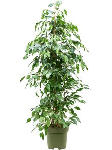 Ficus benjamina ‘Exotica‘, Toef, H: 140cm, B: 60cm, potmaat: 27cm