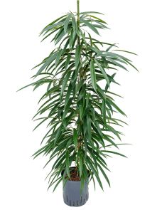 Ficus binnendijkii ‘Alii‘, Toef, H: 110cm, B: 45cm, potmaat: 18/19cm