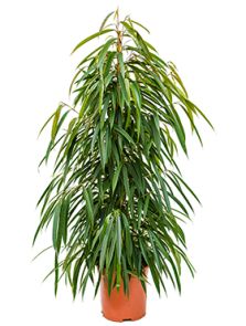 Ficus binnendijkii ‘Alii‘, Toef, H: 160cm, B: 60cm, potmaat: 27cm