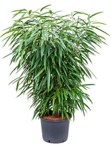 Ficus binnendijkii ‘Alii‘, Toef, H: 180cm, B: 75cm, potmaat: 32/26cm