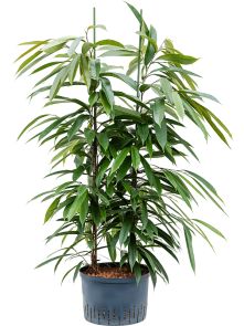 Ficus binnendijkii ‘Amstel King‘, 2pp, H: 120cm, B: 60cm, potmaat: 28/19cm