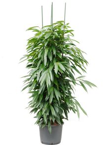 Ficus binnendijkii ‘Amstel King‘, 4pp, H: 180cm, B: 60cm, potmaat: 32/26cm