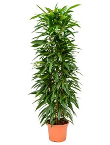 Ficus binnendijkii ‘Amstel King‘, Draadzuil 150, H: 130cm, B: 50cm, potmaat: 29cm