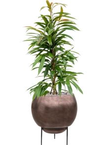 Ficus binnendijkii ‘Amstel King‘ in Metallic Silver leaf, diam: 34cm, H: 84cm