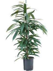 Ficus binnendijkii ‘Amstel King‘, Toef, H: 120cm, B: 35cm, potmaat: 18/19cm