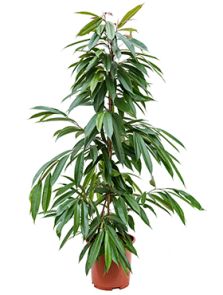 Ficus binnendijkii ‘Amstel King‘, Toef, H: 140cm, B: 75cm, potmaat: 27cm