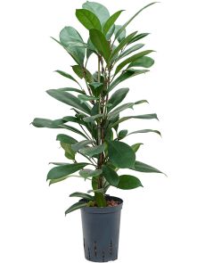 Ficus cyathistipula, 2pp, H: 90cm, B: 30cm, potmaat: 15/19cm