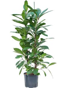 Ficus cyathistipula, 4pp, H: 120cm, B: 50cm, potmaat: 22/19cm