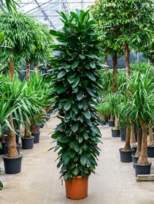 Ficus cyathistipula, Draadzuil 220, H: 220cm, B: 60cm, potmaat: 40cm