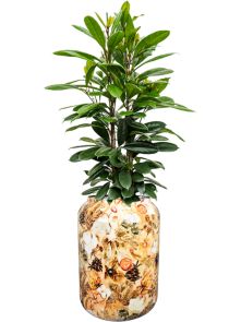 Ficus cyathistipula in Designed By Lammie, Grond (Vulkastrat), diam: 46cm, H: 157cm