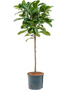 Ficus cyathistipula, Stam, H: 125cm, B: 60cm, potmaat: 22/19cm