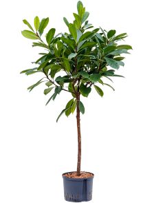 Ficus cyathistipula, Stam, H: 130cm, B: 70cm, potmaat: 25/19cm