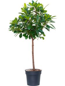 Ficus cyathistipula, Stam, H: 150cm, B: 85cm, potmaat: 30cm