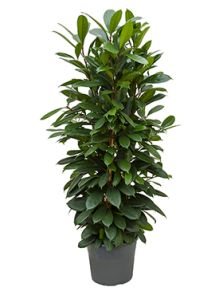 Ficus cyathistipula, Toef, H: 150cm, B: 70cm, potmaat: 34cm