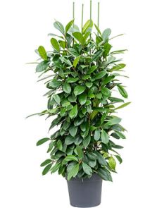 Ficus cyathistipula, Toef, H: 175cm, B: 80cm, potmaat: 38cm