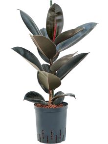 Ficus elastica ‘Abidjan‘, 1pp, H: 65cm, B: 40cm, potmaat: 18/19cm