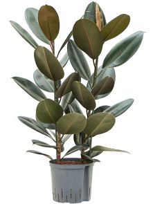 Ficus elastica ‘Abidjan‘, 2pp, H: 90cm, B: 40cm, potmaat: 22/19cm