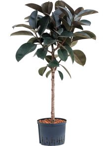 Ficus elastica ‘Abidjan‘, Stam, H: 135cm, B: 60cm, potmaat: 25/19cm