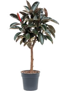 Ficus elastica ‘Abidjan‘, Stam, H: 140cm, B: 55cm, potmaat: 30cm
