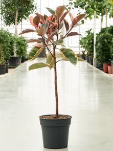Ficus elastica ‘Belize‘, Stam, H: 140cm, B: 55cm, potmaat: 30cm
