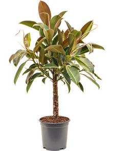 Ficus elastica ‘Melany‘, 3-Stam, H: 90cm, B: 45cm, potmaat: 21cm