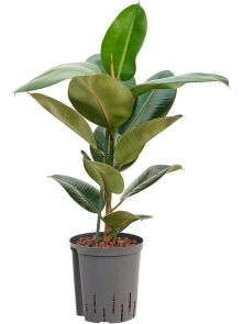 Ficus elastica ‘Robusta‘, 1pp, H: 70cm, B: 40cm, potmaat: 18/19cm