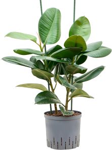 Ficus elastica ‘Robusta‘, 2pp, H: 95cm, B: 50cm, potmaat: 22/19cm