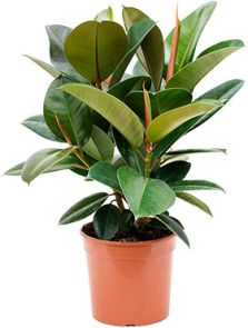 Ficus elastica ‘Robusta‘, Bush, H: 60cm, B: 50cm, potmaat: 21cm