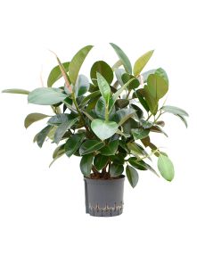 Ficus elastica ‘Robusta‘, Bush, H: 70cm, B: 50cm, potmaat: 22/19cm