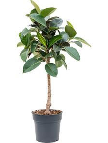 Ficus elastica ‘Robusta‘, Stam, H: 120cm, B: 90cm, potmaat: 30cm