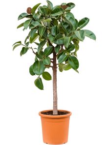 Ficus elastica ‘Robusta‘, Stam, H: 180cm, B: 80cm, potmaat: 40cm