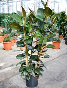 Ficus elastica ‘Robusta‘, Toef 3pp, H: 160cm, B: 75cm, potmaat: 35cm
