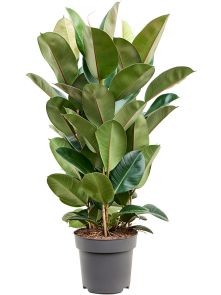 Ficus elastica ‘Robusta‘, Toef, H: 100cm, B: 60cm, potmaat: 27cm