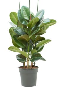 Ficus elastica ‘Robusta‘, Toef, H: 130cm, B: 70cm, potmaat: 30cm