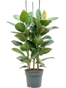 Ficus elastica ‘Robusta‘, Toef, H: 160cm, B: 80cm, potmaat: 34cm