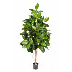 Ficus Elastica, (rubber plant), H: 180cm