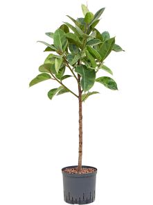 Ficus elastica ‘Shivereana Moonshine‘, Stam, H: 125cm, B: 70cm, potmaat: 22/19cm