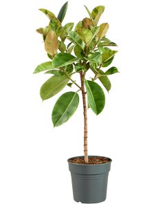 Ficus elastica ‘Shivereana Moonshine‘, Stam, H: 140cm, B: 55cm, potmaat: 30cm