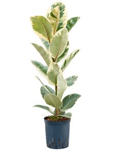 Ficus elastica ‘Tineke‘, 1pp, H: 70cm, B: 30cm, potmaat: 18/19cm