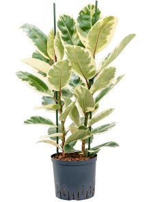 Ficus elastica ‘Tineke‘, 2pp, H: 80cm, B: 40cm, potmaat: 22/19cm