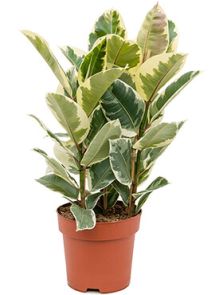 Ficus elastica ‘Tineke‘, Toef, H: 90cm, B: 45cm, potmaat: 24cm