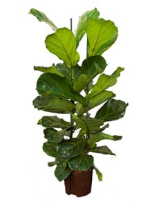 Ficus lyrata, 2pp, H: 130cm, B: 60cm, potmaat: 22/19cm