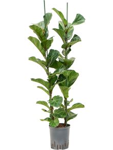 Ficus lyrata ‘Bambino‘, 2pp, H: 140cm, B: 40cm, potmaat: 18/19cm