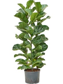 Ficus lyrata ‘Bambino‘, 3pp, H: 160cm, B: 50cm, potmaat: 25/19cm