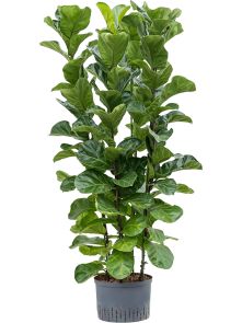 Ficus lyrata ‘Bambino‘, 4pp, H: 160cm, B: 50cm, potmaat: 28/19cm